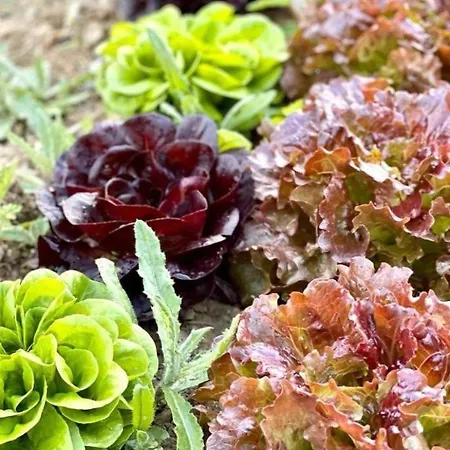 Appartamento Landgut Biancospino Mit Gemeinschaftspool By Interhome *